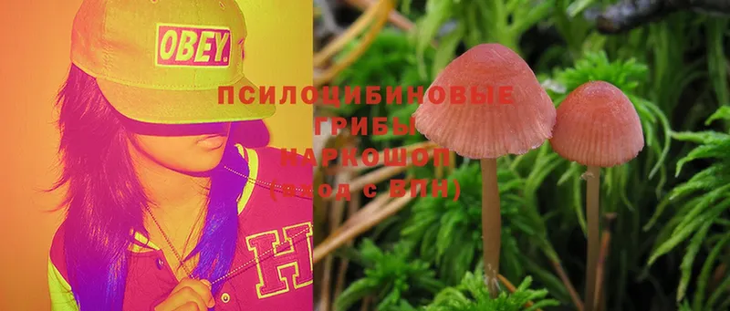 Псилоцибиновые грибы Psilocybine cubensis  Чита 